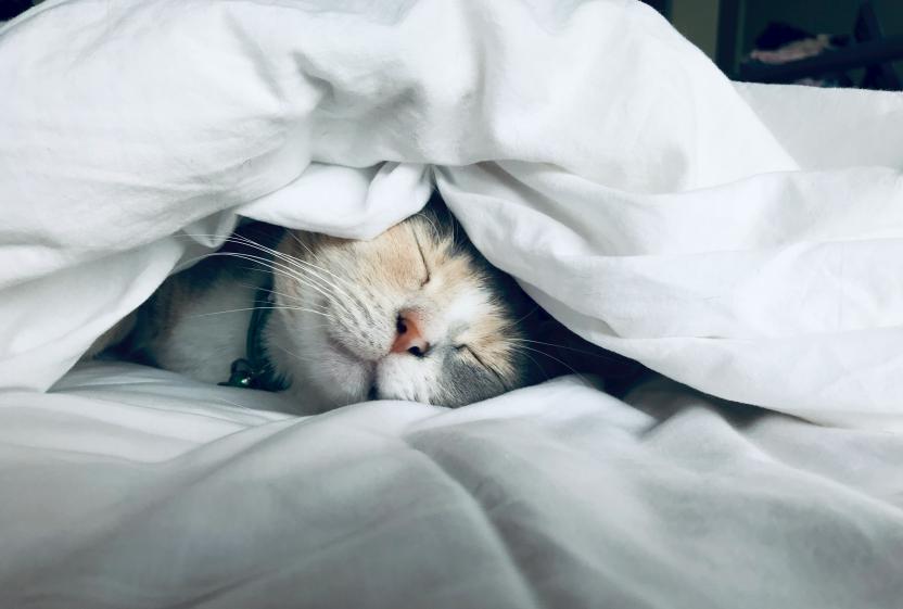 kitten sleeping